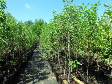 Когда лучше сажать сад: осень или весна?