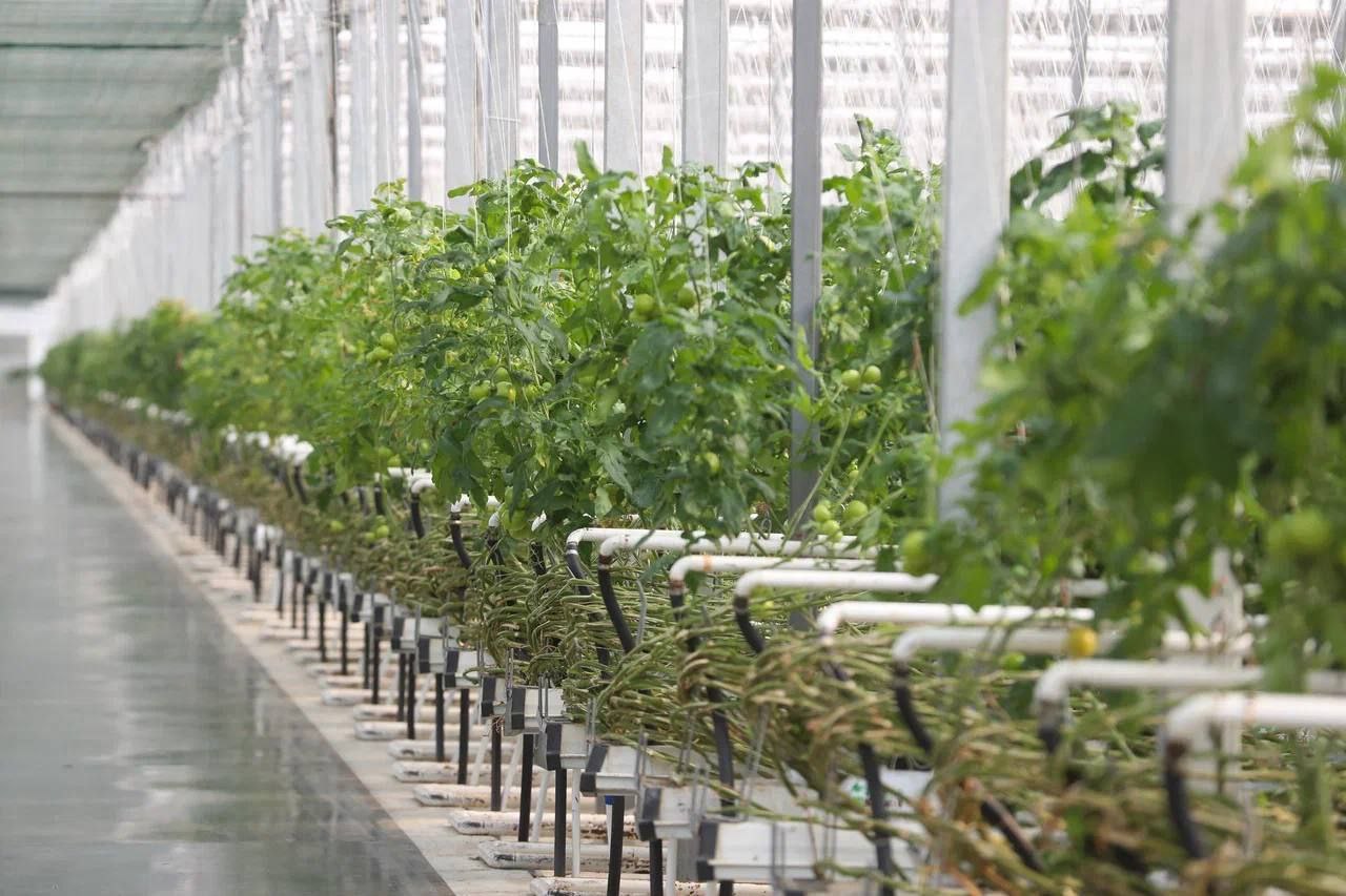 Ключевой инвестпроект Ингушетии – агрокомплекс «Сунжа» – готовится к запуску в конце этого года Ключевой инвестпроект Ингушетии – агрокомплекс «Сунжа» – готовится к запуску в конце этого года