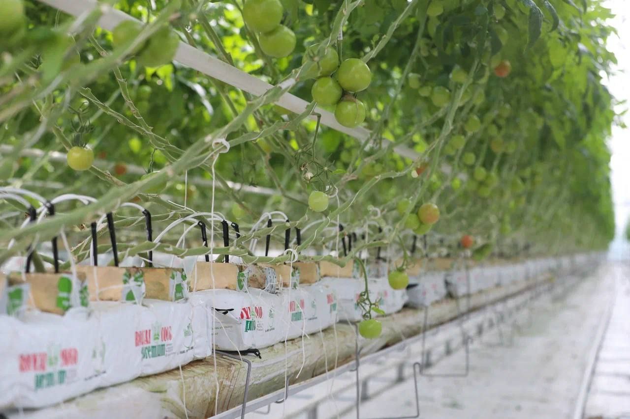 Ключевой инвестпроект Ингушетии – агрокомплекс «Сунжа» – готовится к запуску в конце этого года Ключевой инвестпроект Ингушетии – агрокомплекс «Сунжа» – готовится к запуску в конце этого года