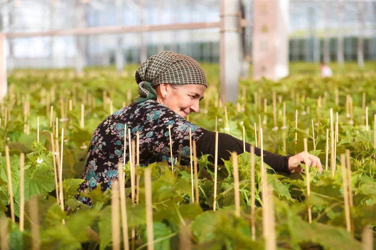 Ключевой инвестпроект Ингушетии – агрокомплекс «Сунжа» – готовится к запуску в конце этого года Ключевой инвестпроект Ингушетии – агрокомплекс «Сунжа» – готовится к запуску в конце этого года