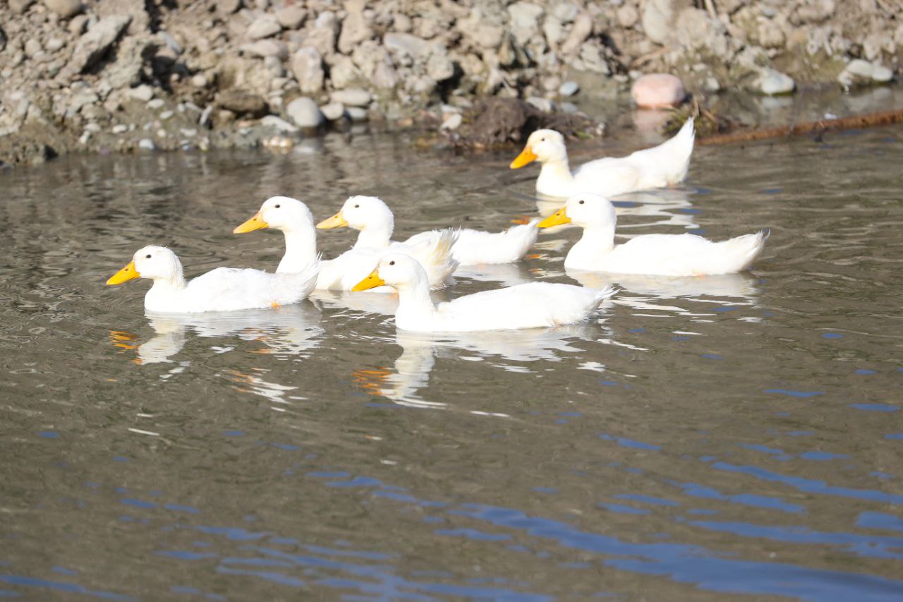 В Назрановском районе началась расчистка реки Яндырка В Назрановском районе началась расчистка реки Яндырка