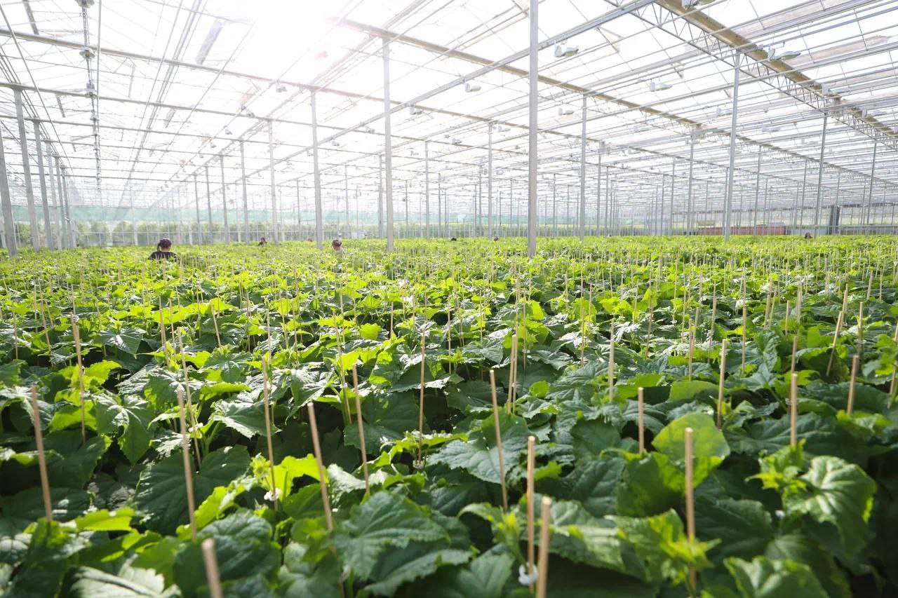 Ключевой инвестпроект Ингушетии – агрокомплекс «Сунжа» – готовится к запуску в конце этого года Ключевой инвестпроект Ингушетии – агрокомплекс «Сунжа» – готовится к запуску в конце этого года