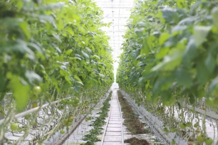 Ключевой инвестпроект Ингушетии – агрокомплекс «Сунжа» – готовится к запуску в конце этого года