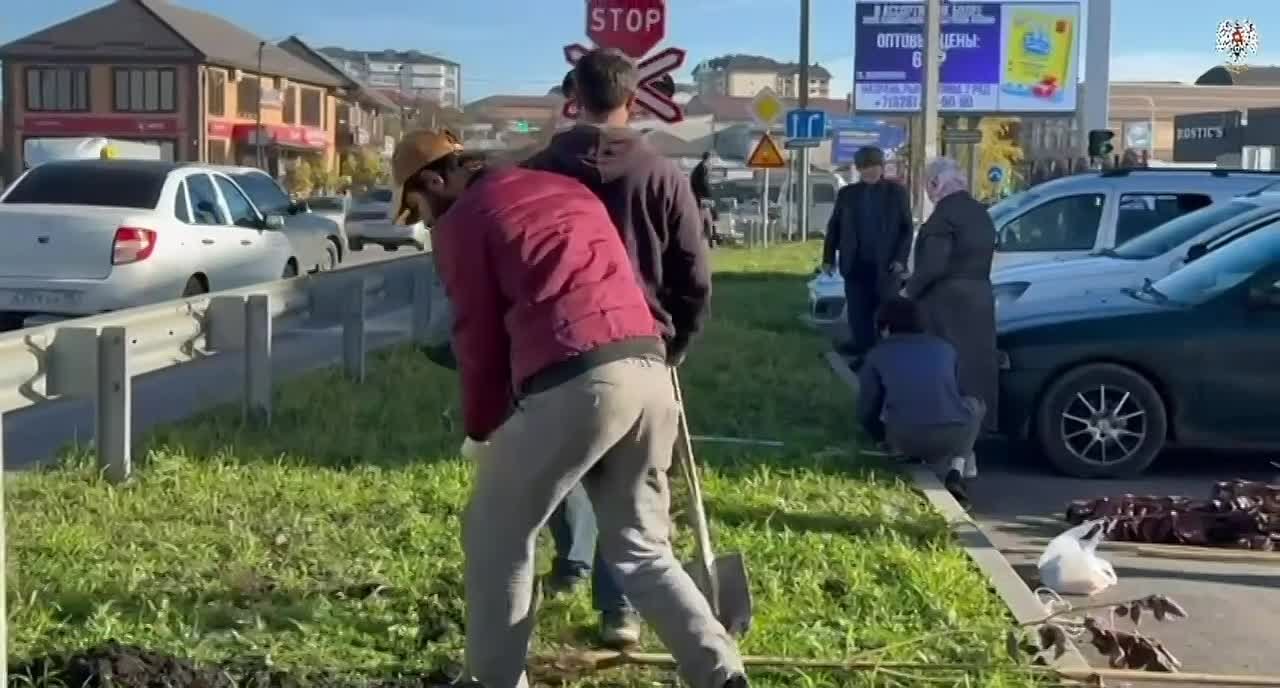 Осенняя посадка деревьев в Назрани