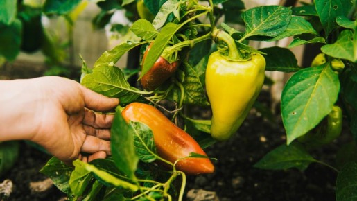 Слизни к перцам больше не подберутся: разбросайте по грядкам вот что