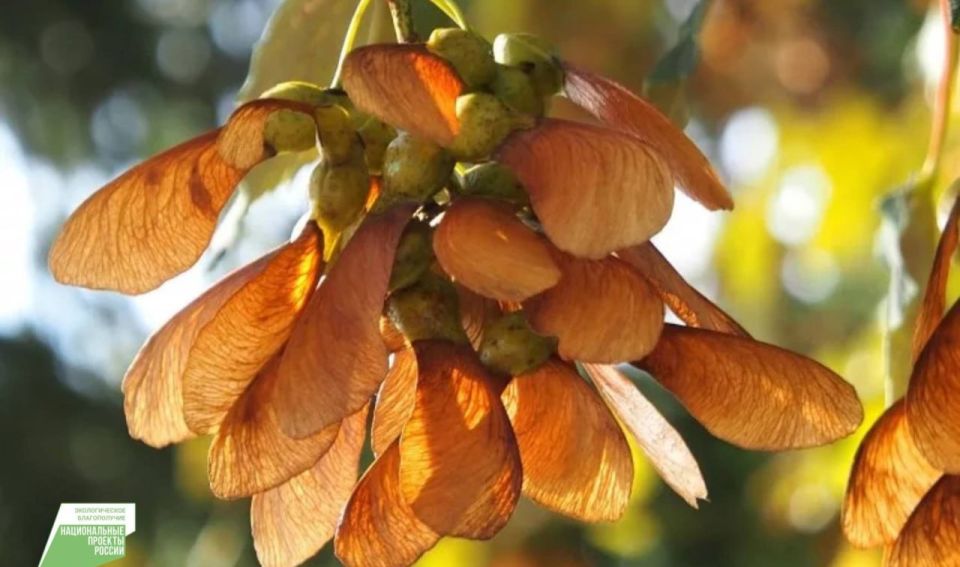 В лесничествах Ингушетии планируют собрать 400 кг семян