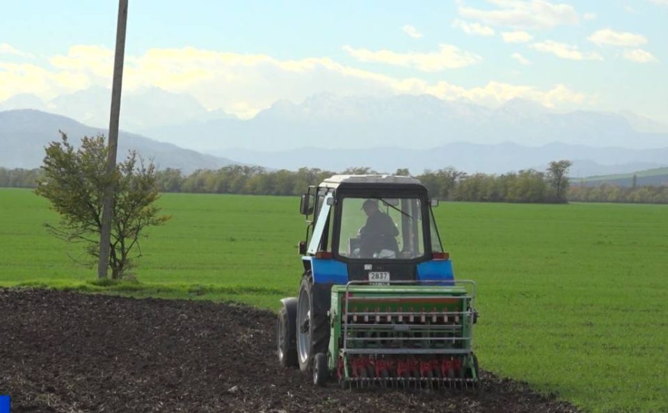 Опыты по отечественным озимым культурам проводят ингушские селекционеры