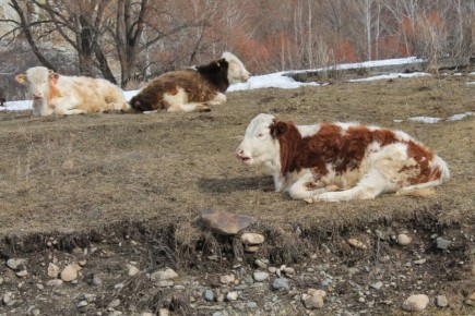 Травматический ретикулит у коров: как избежать опасных последствий для здоровья