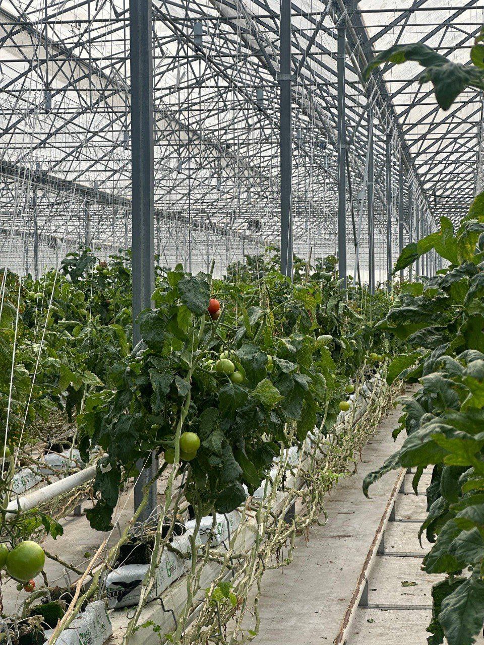 Школьники Сунжи посетили современный агрокомплекс Школьники Сунжи посетили современный агрокомплекс