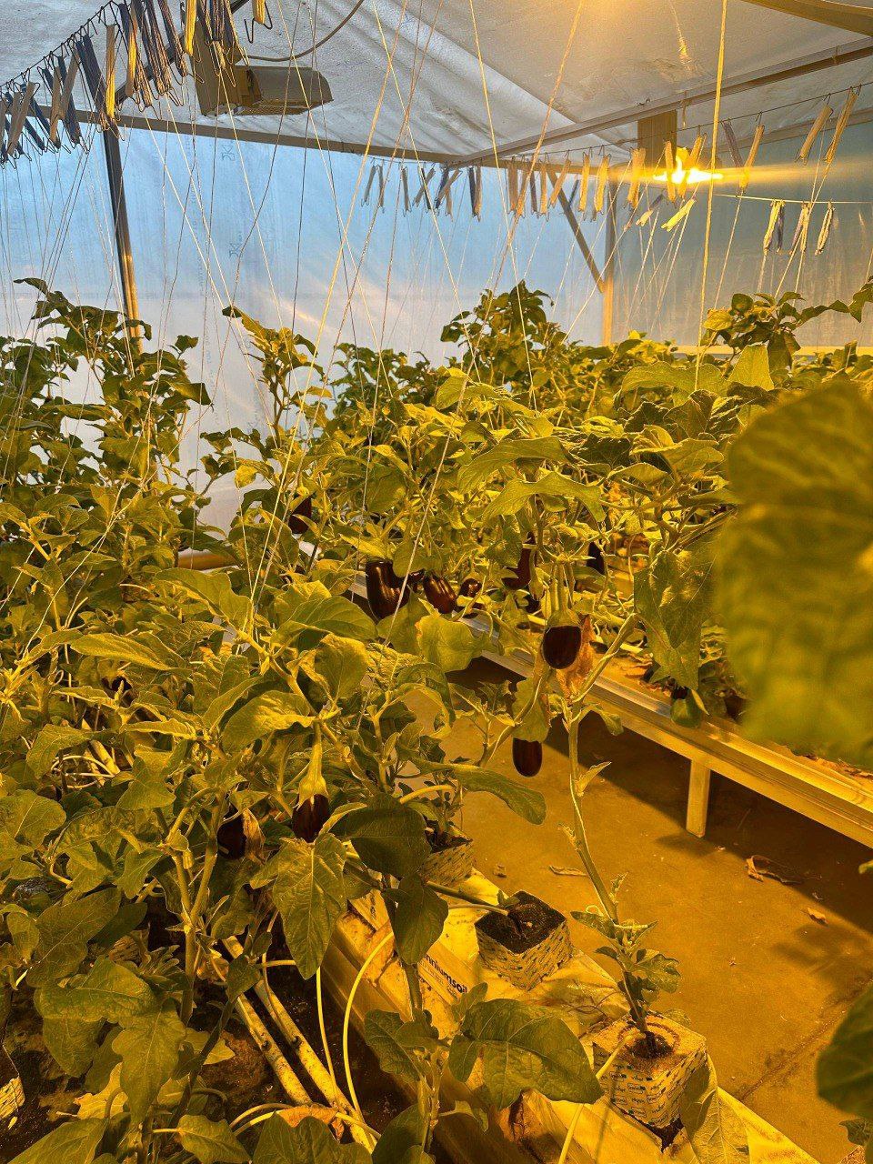 Школьники Сунжи посетили современный агрокомплекс Школьники Сунжи посетили современный агрокомплекс