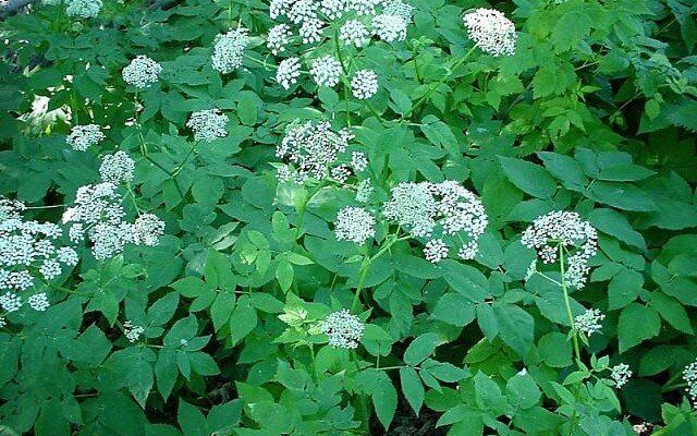 Эффективные стратегии борьбы с сорняками на огороде