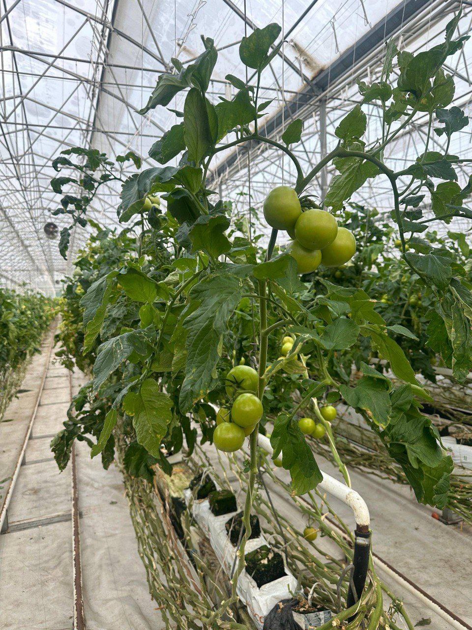 Школьники Сунжи посетили современный агрокомплекс