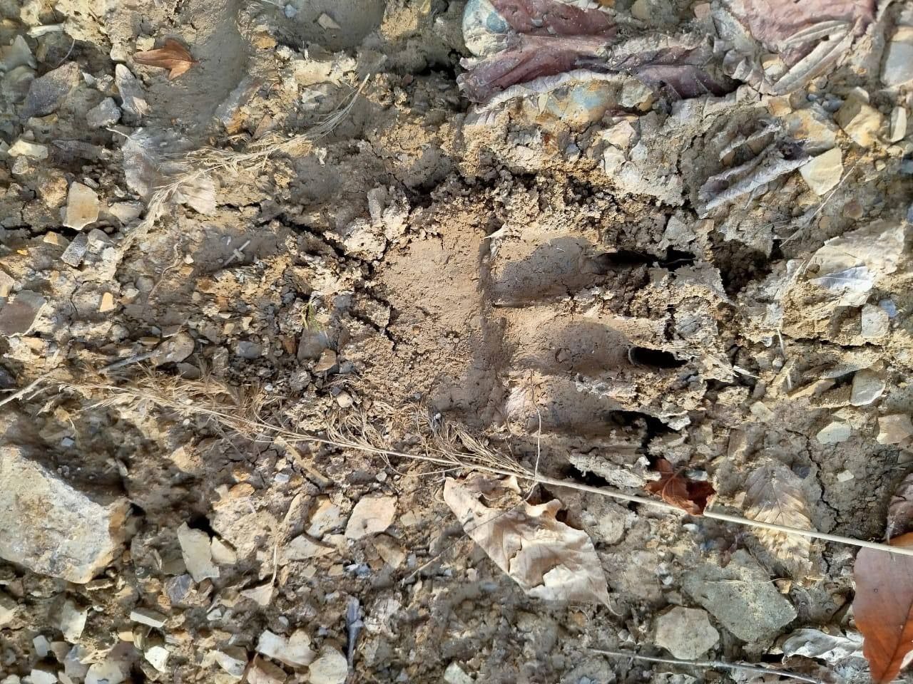 В лесном массиве между с.п. Алкун и Мужичи зафиксированы свежие следы медведя