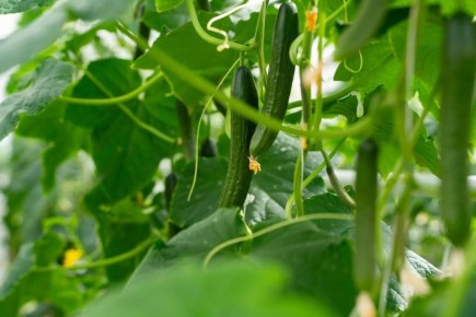 Аграрии Ингушетии демонстрируют уверенные результаты уборочной кампании