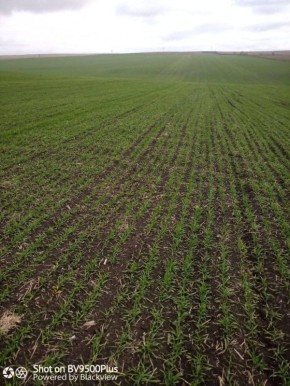 Фитосанитарный мониторинг в Назрановском районе: ситуация под контролем