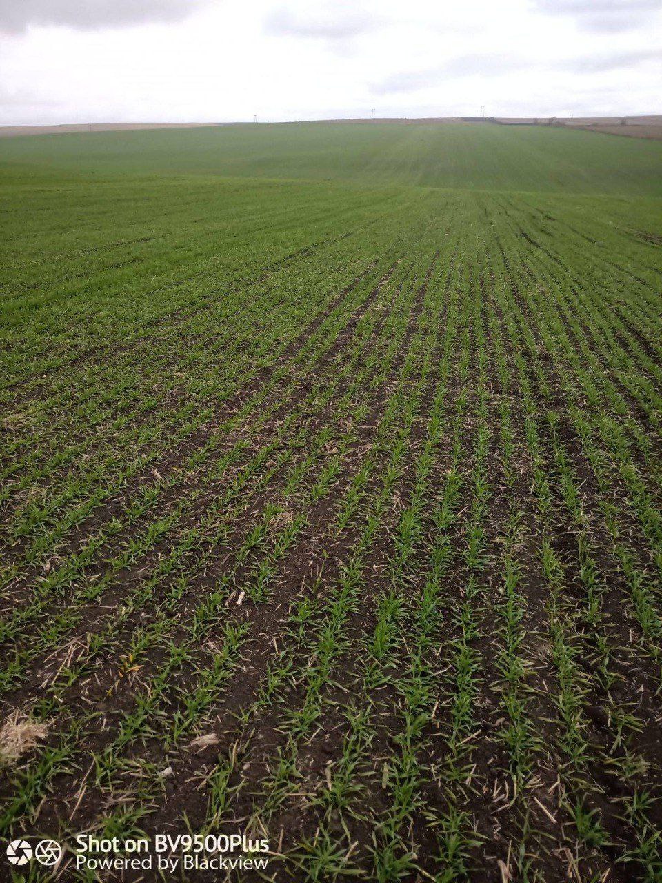 Фитосанитарный мониторинг в Назрановском районе: ситуация под контролем