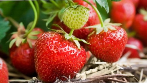 Как получить богатый урожай клубники: секреты ухода в мае