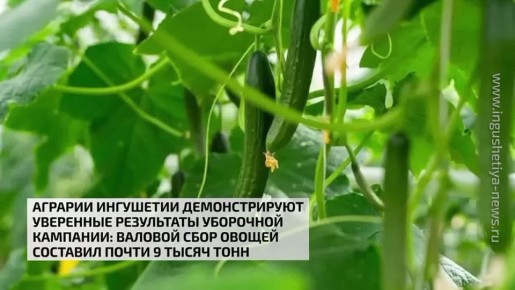 Аграрии Ингушетии демонстрируют уверенные результаты уборочной кампании: валовой сбор овощей составил почти 9 тыс тонн