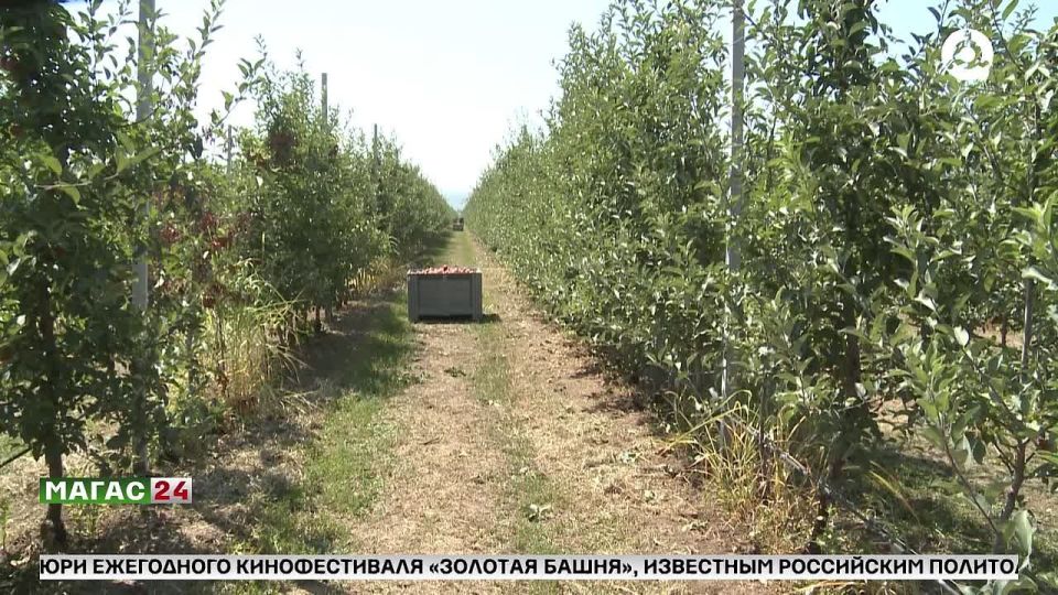 Ингушетия подводит успешные итоги уборочного сезона