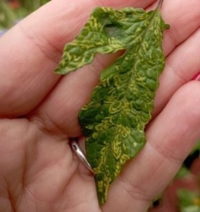 Лианы под угрозой: как распознать и предотвратить кольцевую мозаичную болезнь клематисов