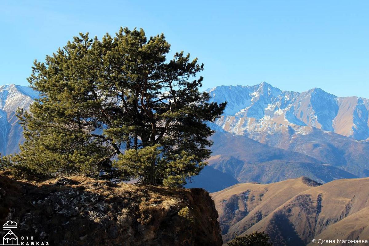 Идея на зимний сезон — подправить здоровье и насладиться горами на курорте Армхи в Ингушетии Идея на зимний сезон — подправить здоровье и насладиться горами на курорте Армхи в Ингушетии