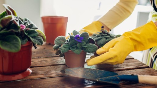 Почему фиалка перестала цвести: самые частые ошибки хозяек