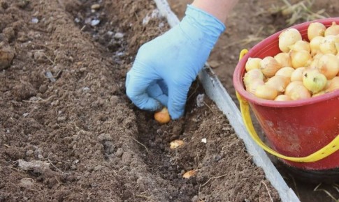 Как успешно посадить лук под зиму для раннего урожая