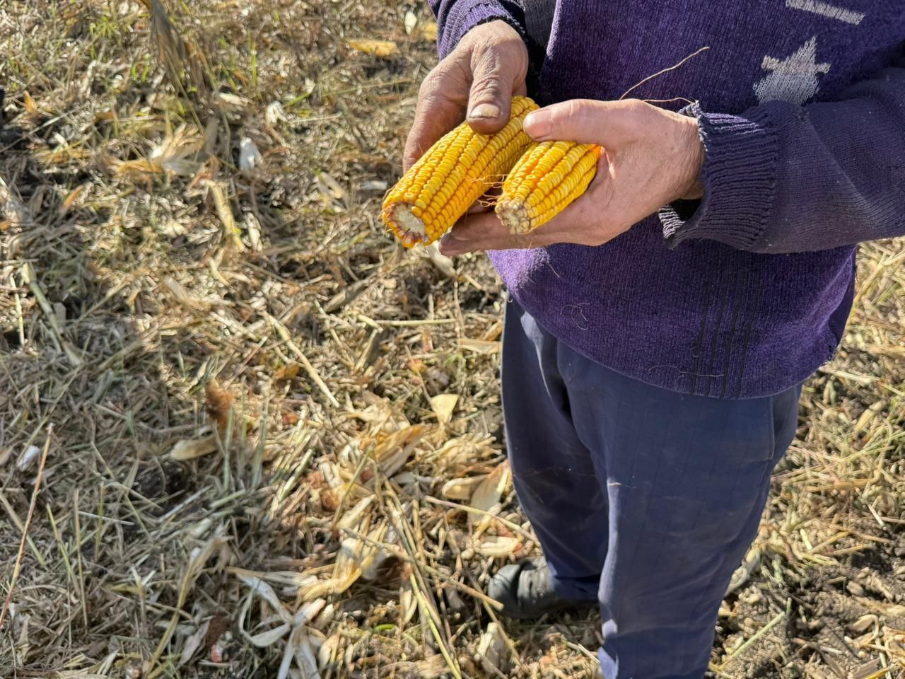 Уборочная кампания в Ингушетии Уборочная кампания в Ингушетии