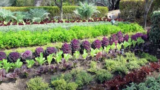 Как выбрать растения для кислых почв: советы и рекомендации