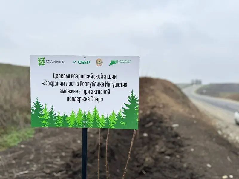Более 250 человек приняли участие в высадке деревьев вдоль трассы в Ингушетии