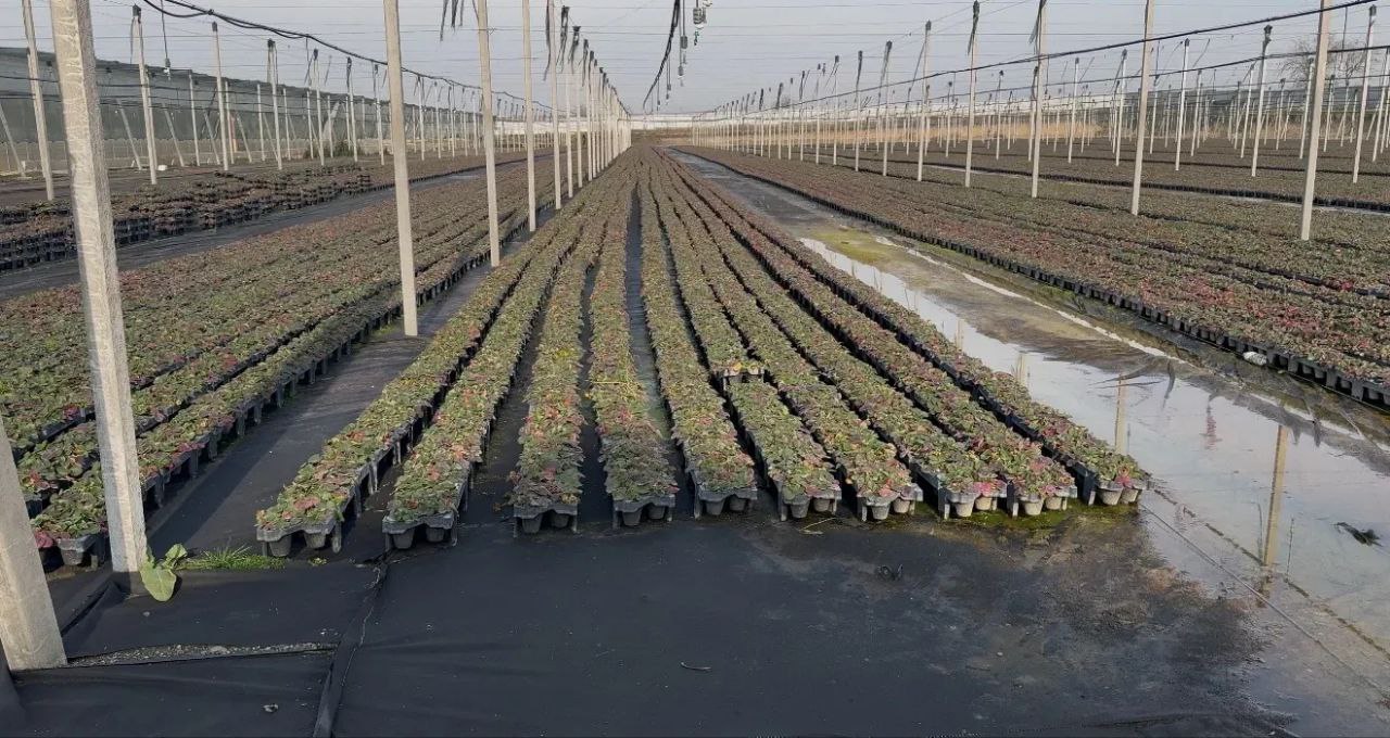 Клубника из Ингушетии покоряет Россию Клубника из Ингушетии покоряет Россию