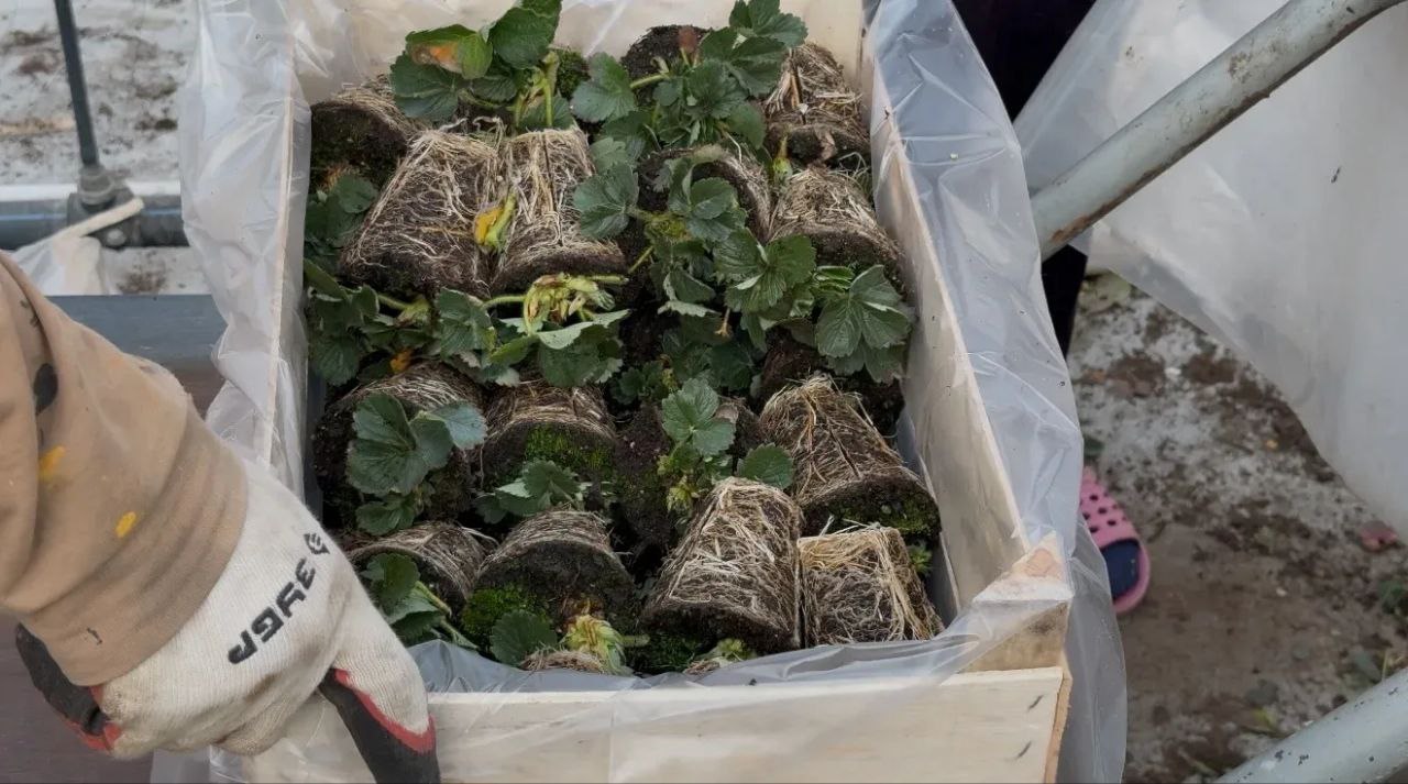 Клубника из Ингушетии покоряет Россию Клубника из Ингушетии покоряет Россию