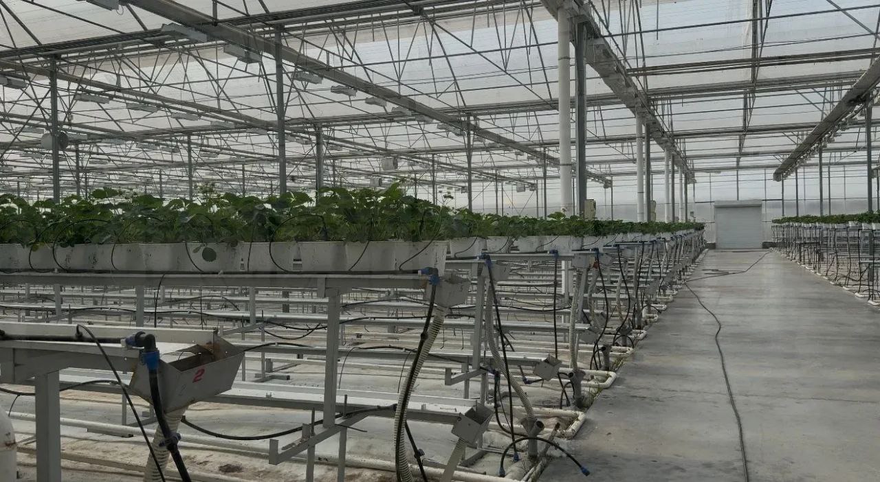 Клубника из Ингушетии покоряет Россию Клубника из Ингушетии покоряет Россию