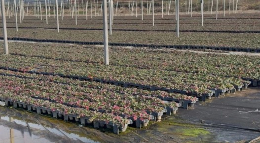 Клубника из Ингушетии покоряет Россию