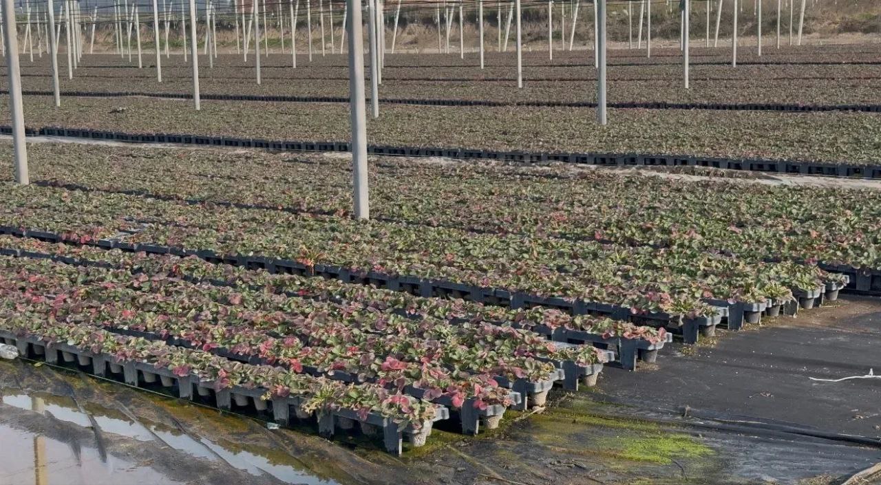 Клубника из Ингушетии покоряет Россию