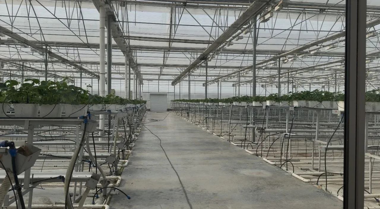 Клубника из Ингушетии покоряет Россию Клубника из Ингушетии покоряет Россию