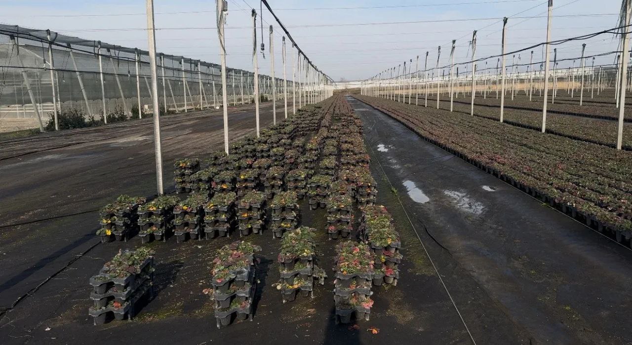 Клубника из Ингушетии покоряет Россию Клубника из Ингушетии покоряет Россию