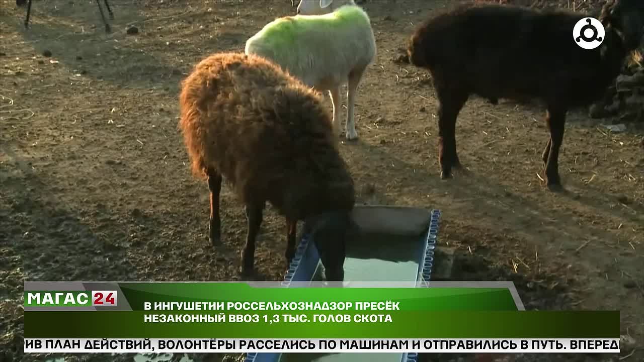 Россельхознадзор пресек массовый незаконный ввоз животных в Ингушетию