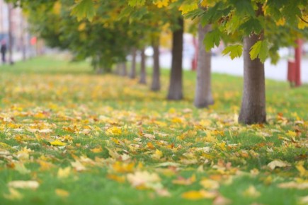 Сегодня, 30 ноября, последний день календарной осени 2025 года