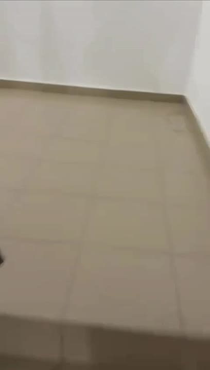 В доме № 26 на улице Мальсагова жильцы обнаружили лису, которая добралась до третьего этажа