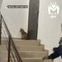 Лисичка пришла в подъезд пятиэтажки в Магасе