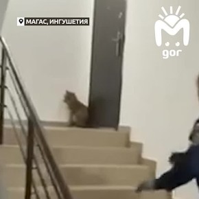 Лисичка пришла в подъезд пятиэтажки в Магасе