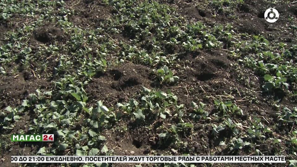 ���������������� �������� �������� � �������� ������ � ���������