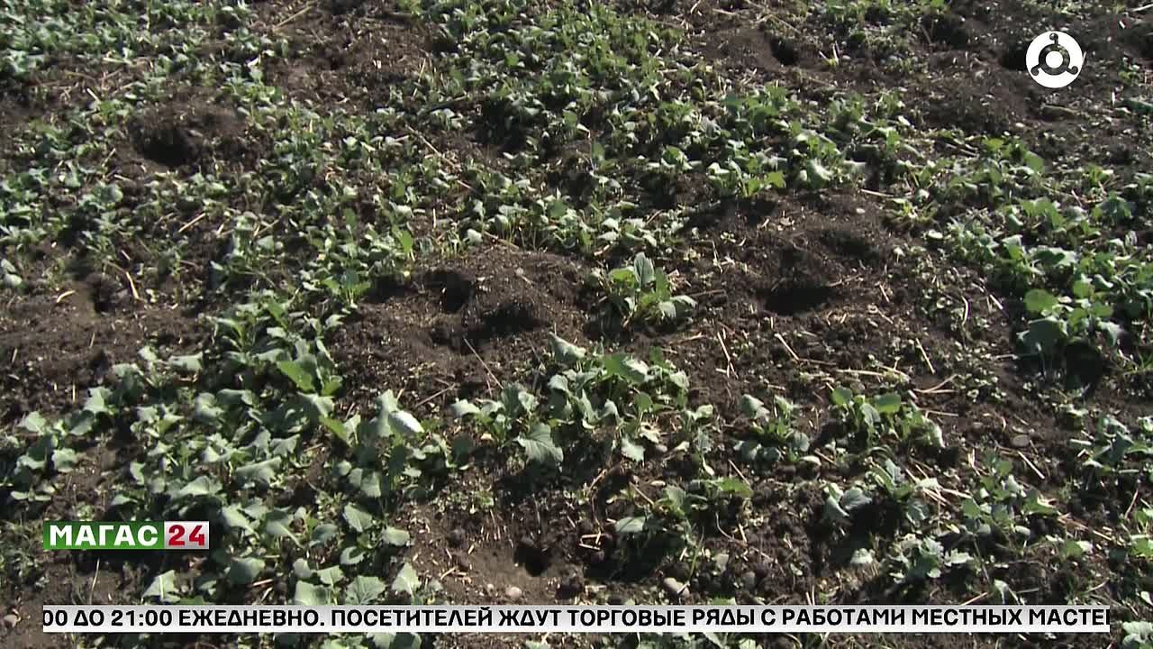 Россельхознадзор напомнил аграриям о правилах борьбы с грызунами