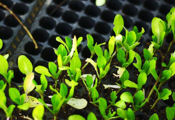 ������� ������ � ������� ���������: ��� ����� ������