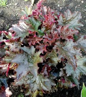 Гейхера из семян: секреты успешного выращивания на вашем участке