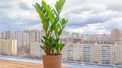 Вот кому долларовое дерево принесет одни беды: проверьте в списке себя