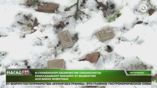 В Ингушетии проводится вакцинация диких животных