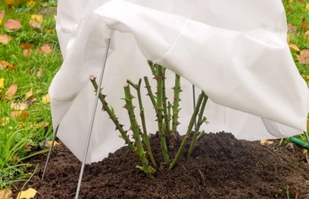 ���������� ��� � ����: ������� �� �������� �������