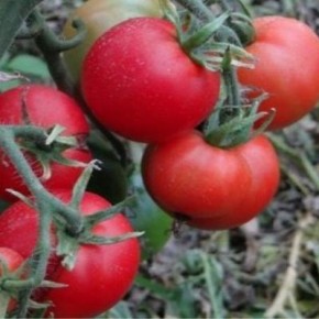 ����� �����: ��� ��������� ������ ������